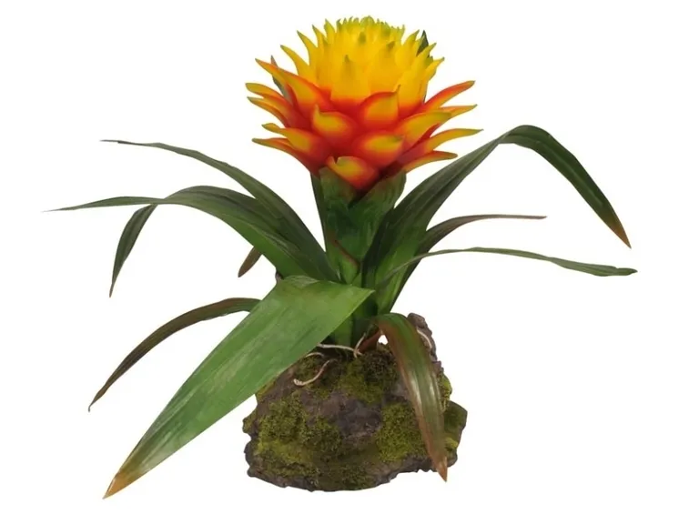 bromelia 