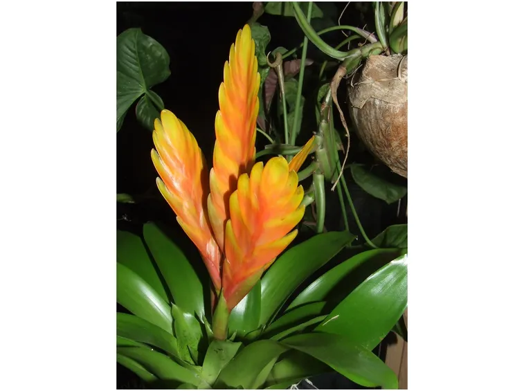 bromelia arancione