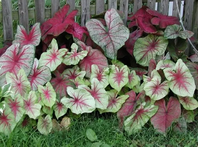 caladium