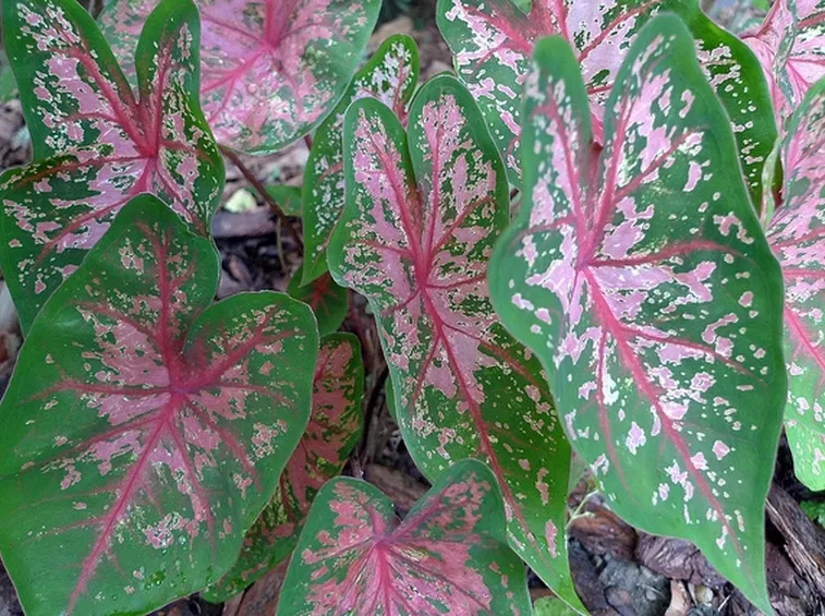 caladium foglie