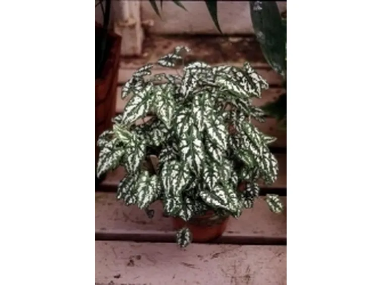 Caldium Humboldtii
