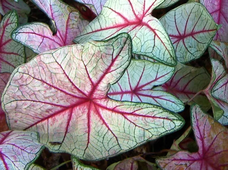 caladium 