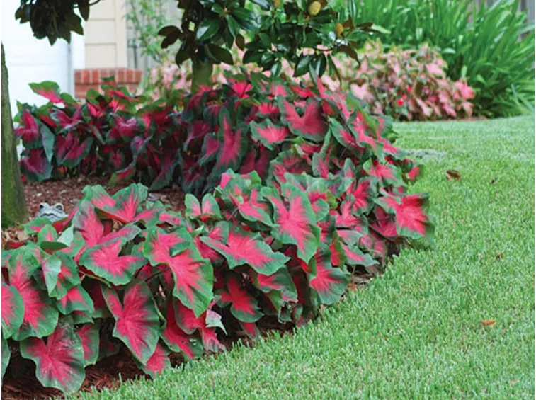 caladium