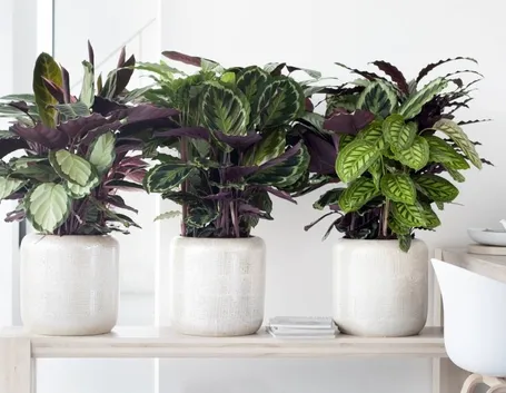 Calathea piante
