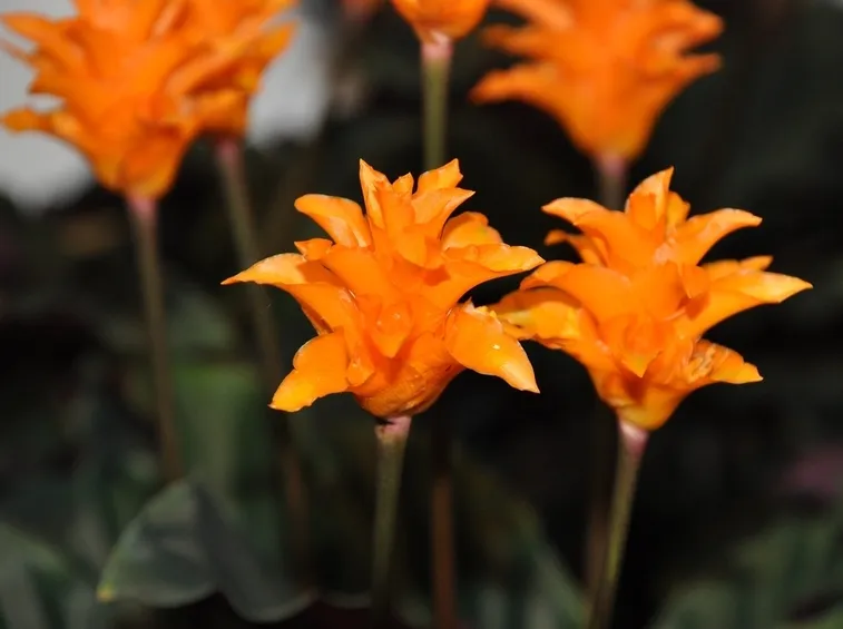 Clathea fiore arancio