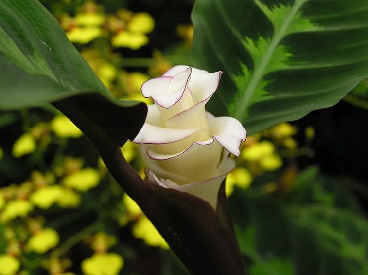 Calathea fiore bianco