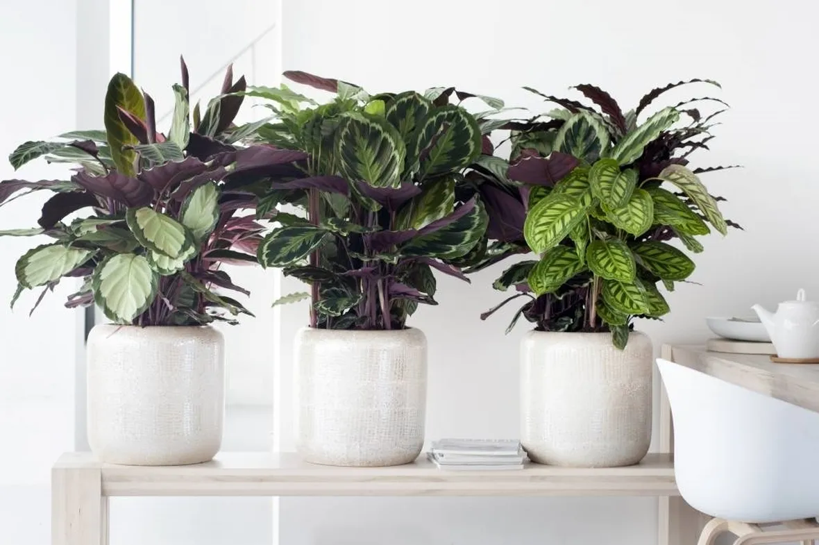 Calathea piante