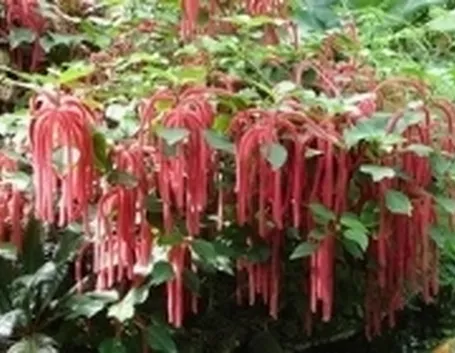 Fiori di califfa.