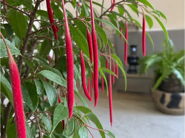 Fiori di califfa.