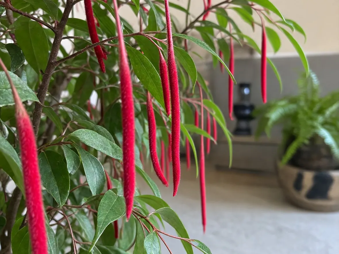 Fiori di califfa.
