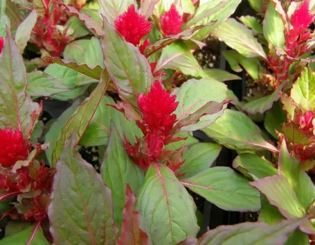 Un esempio di pianta di Celosia da appartamento tenuta in un vaso
