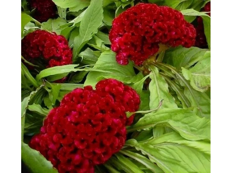 Un esempio di fiore che troviamo sulle piante di Celosia.