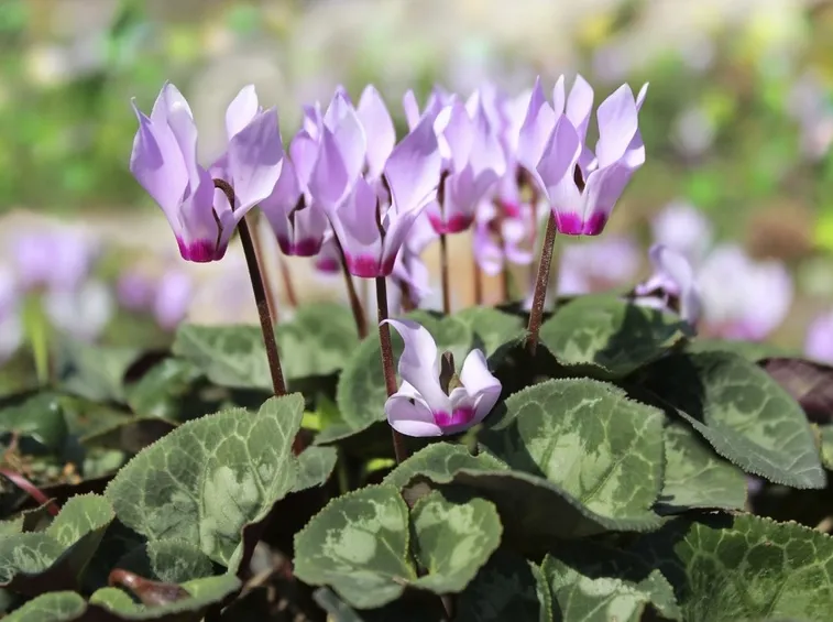 ciclamini rosa