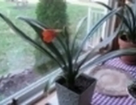 Un esempio di pianta di Clivia da appartamento tenuta in un vaso