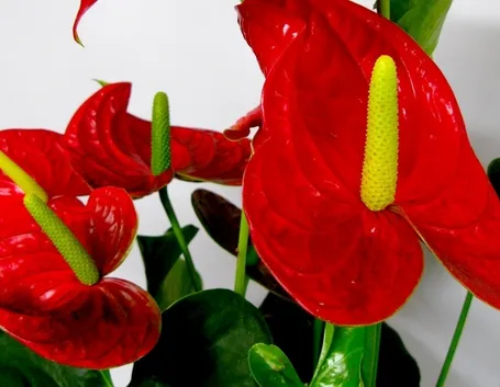 Pianta anthurium rosso