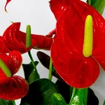 Pianta anthurium rosso