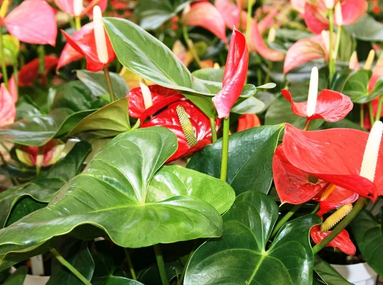 Piante anthurium