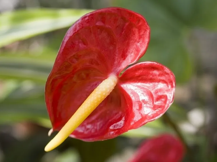 fiore anthurium