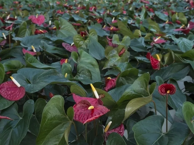 Coltivazione intensiva anthurium
