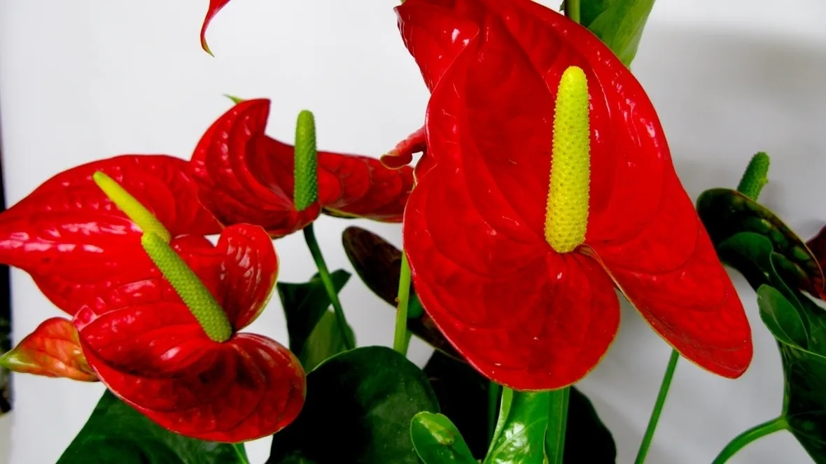 Pianta anthurium rosso