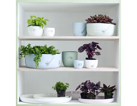 Composizione peperomia