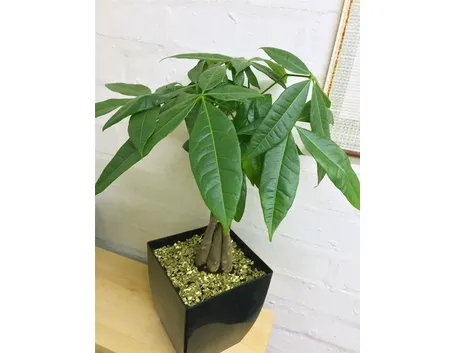 Fiore pachira