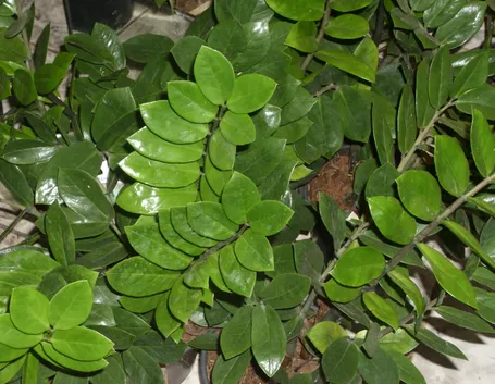 Piante sempreverdi