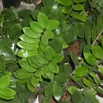 Piante sempreverdi