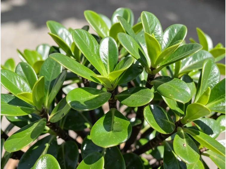 Piante sempreverdi