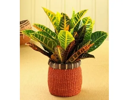 Un esempio di pianta di Croton da appartamento tenuta in un vaso