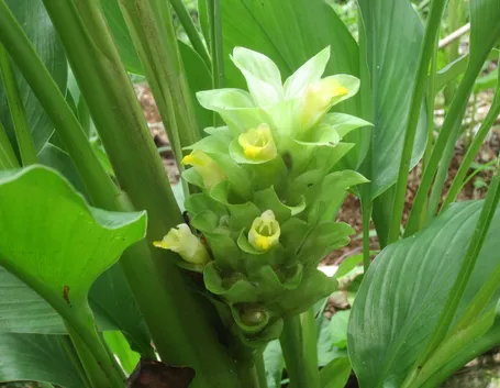 curcuma fiore