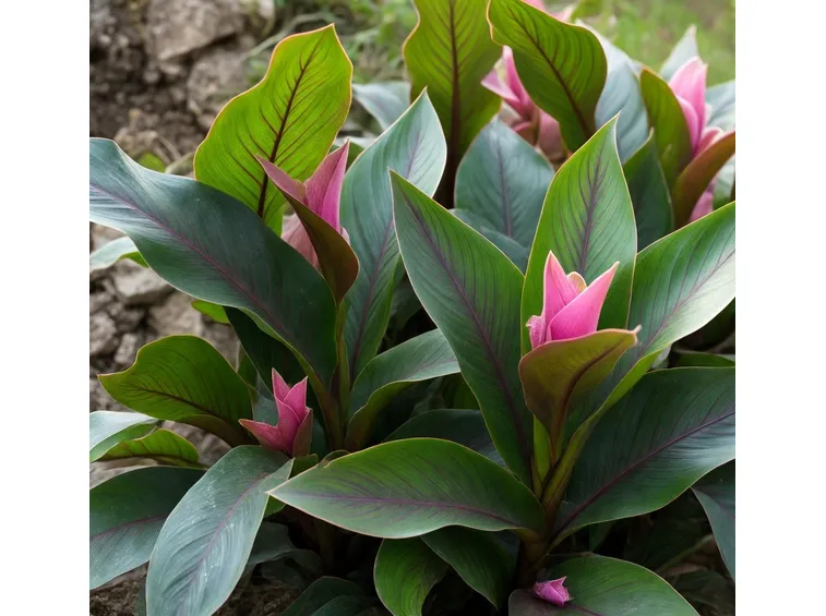 curcuma