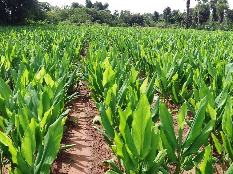 curcuma terreno