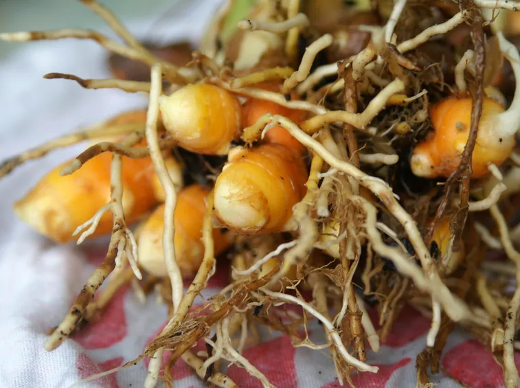 curcuma radici