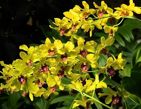 dendrobium giallo