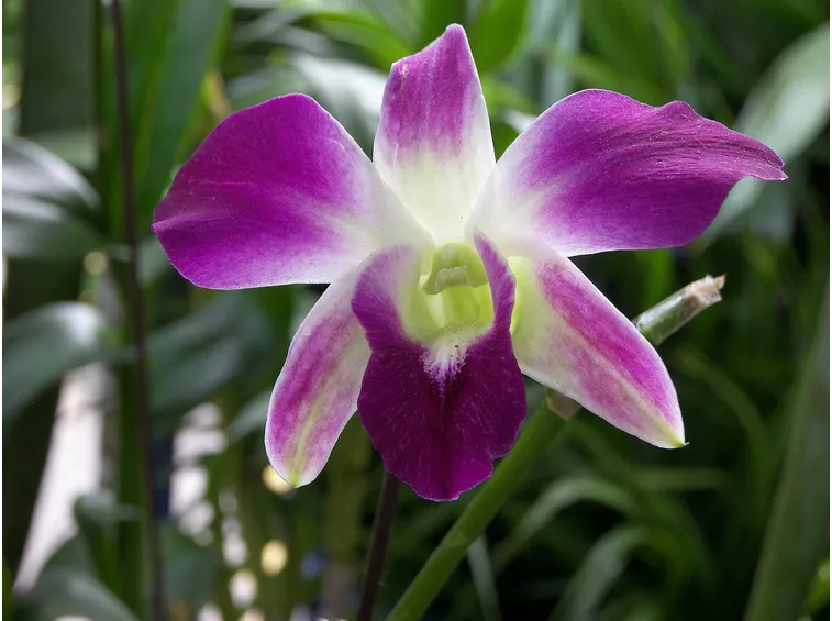 dendrobium bianco viola