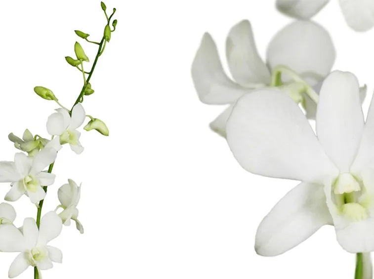 orchidea dendrobium bianca