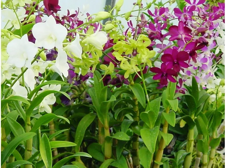 dendrobium e pianta.
