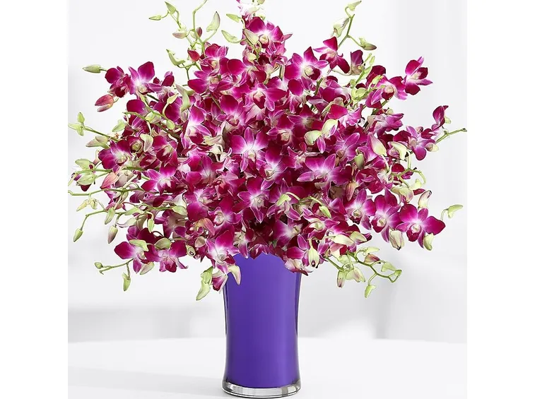dendrobium reciso
