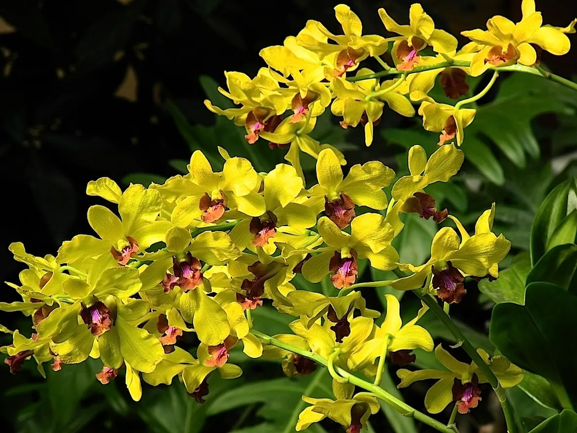 dendrobium giallo