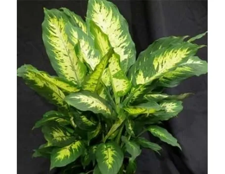 Un esempio di pianta di Dieffenbachia da appartamento tenuta in un vaso