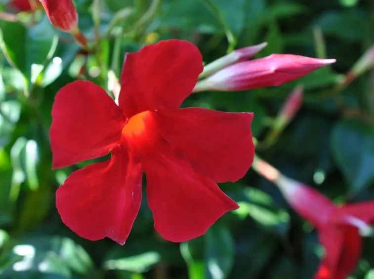 dipladenia sundavilla