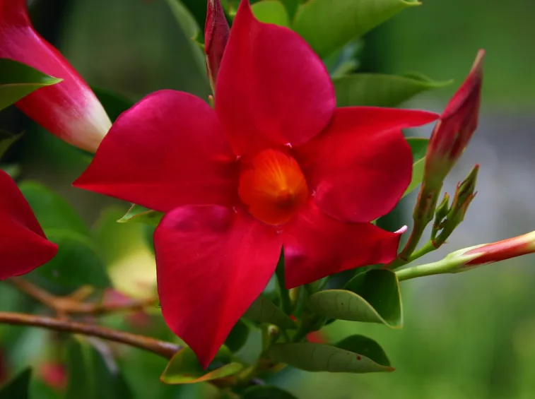 dipladenia fiore rosso