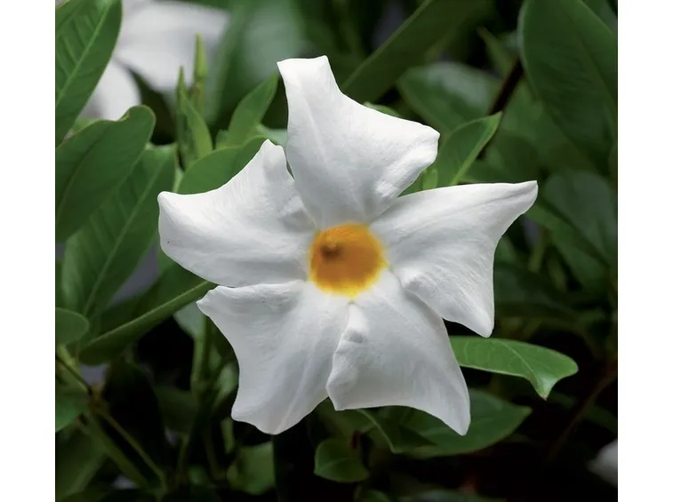 dipladenia bianca