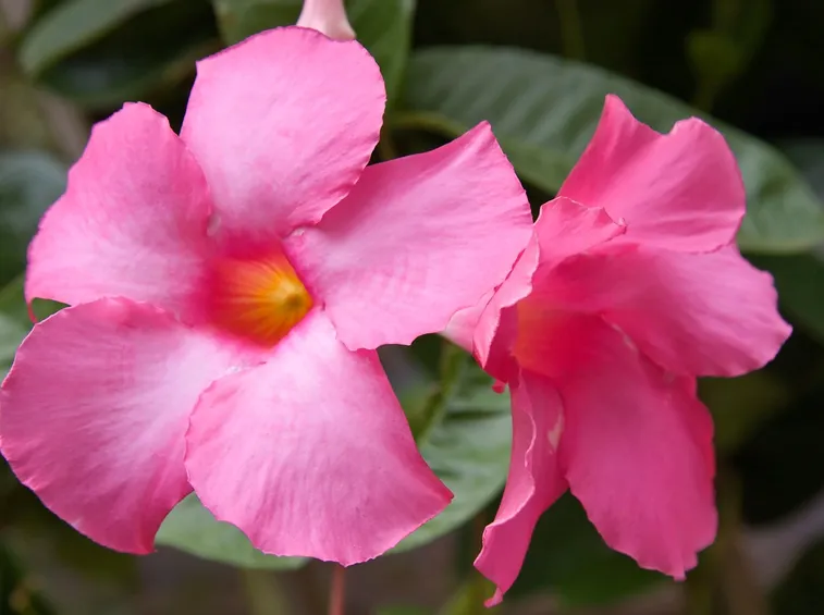 dipladenia rosa