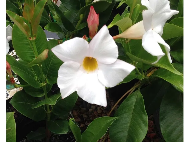 dipladenia bianca