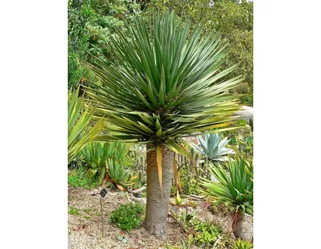 Dracaena draco coltivata all'aperto in un orto botanico