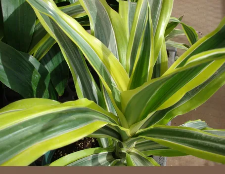 Un esempio di pianta di Dracena Marginata da appartamento tenuta in un vaso