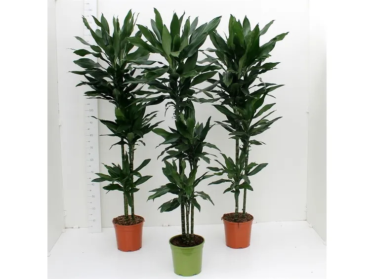 dracaena pianta