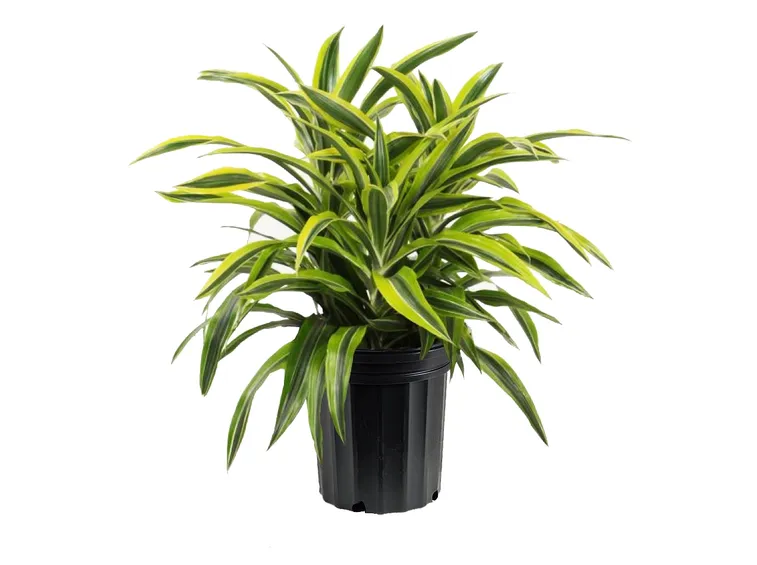 dracaena1